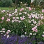ROSA KORDES 2L Alexandra®-Princesse de Luxembourg - Image 4