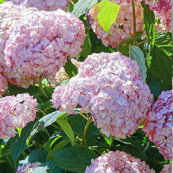 Hydrangea arb. 'Candybelle'