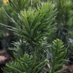 Cephalotaxus harringtonia 'Fastigiata' - Image 2