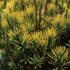 Cephalotaxus harringtonia 'Korean Gold' - Kontejner 2,5 l, v. 20-30 cm
