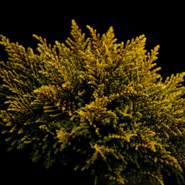 Hebe ochracea