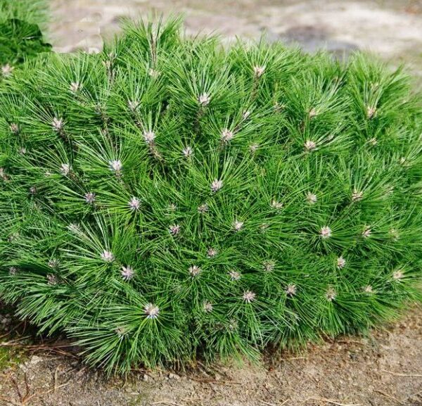Pinus 'Brepo'®