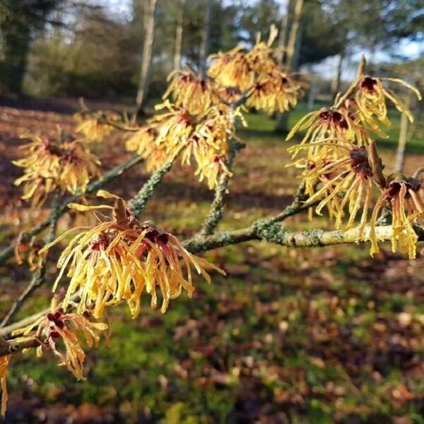 Hamamelis interm. 'Aurora' 40 - 50 cm