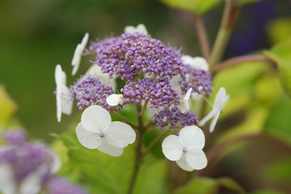 Hydrangea aspera 'Goldrush' ® 40+