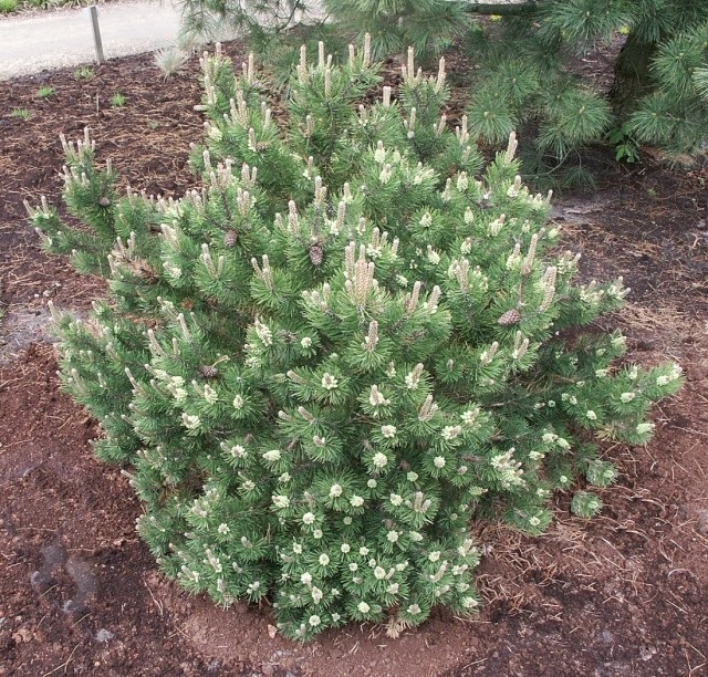Pinus mugo 'Laurin' 20 - 30 cm - image