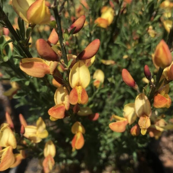 Cytisus praecox 'Apricot Gem'
