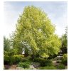 Liriodendron tulipifera 'Aureomarginatum' - Kontejner 20 l, v. 200-250 cm - vřeteno