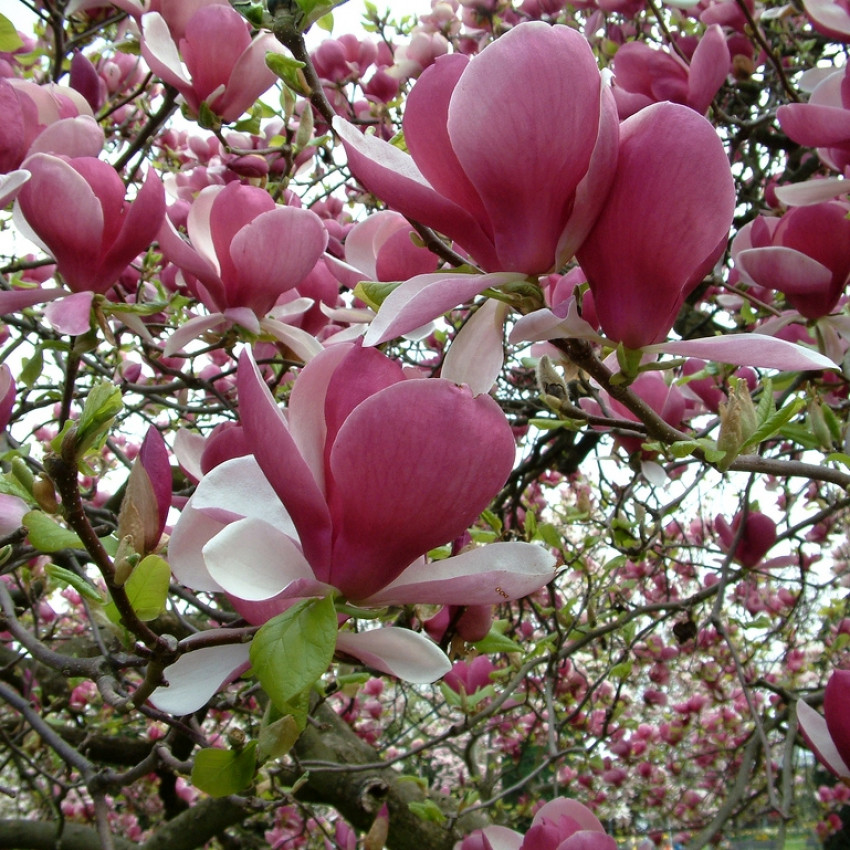 Magnolia x soulangeana 'Rustica Rubra' - magnolia soulangeana rustica rubra web