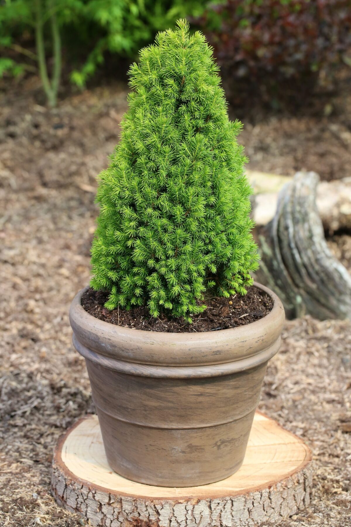 Picea glauca 'Piccolo' - Image 1