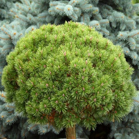 Pinus uncinata 'Litomyšl' 20 - 30 cm - pinus litomyšl
