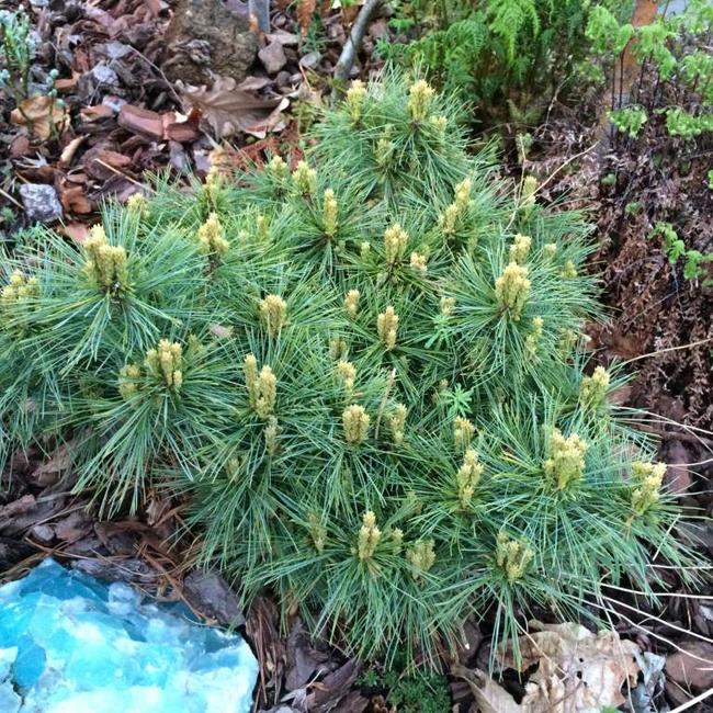 Pinus strobus 'Ontario'20 - 30 cm - pinus strobus ontario