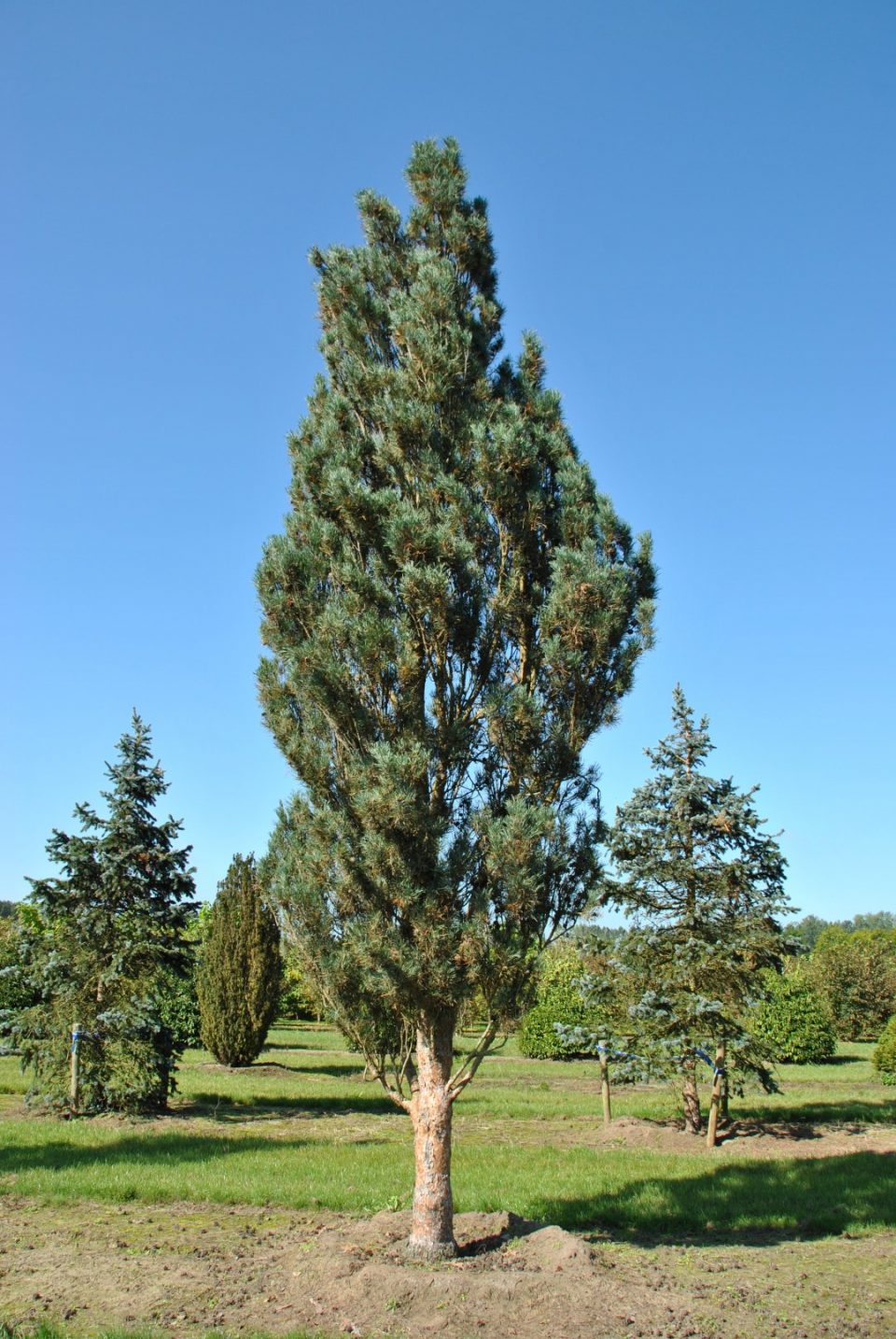 Pinus sylvestris 'Fastigiata' 30 - 40 cm - pinus sylvestris fastigiata 960x1434 1