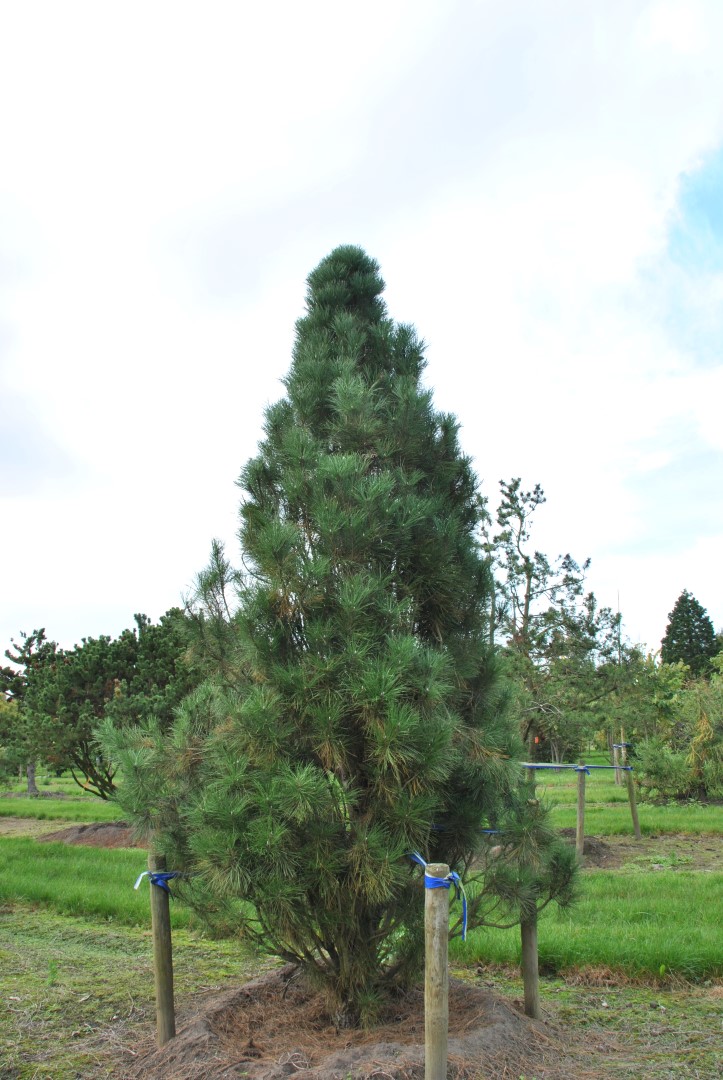 Pinus nigra 'Pyramidalis Compacta' 30 - 40 cm - pinus nigra pyramidalis 1