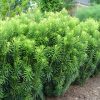 Cephalotaxus harringtonia 'Fastigiata' - Kontejner 2,5 l, v. 20-30 cm