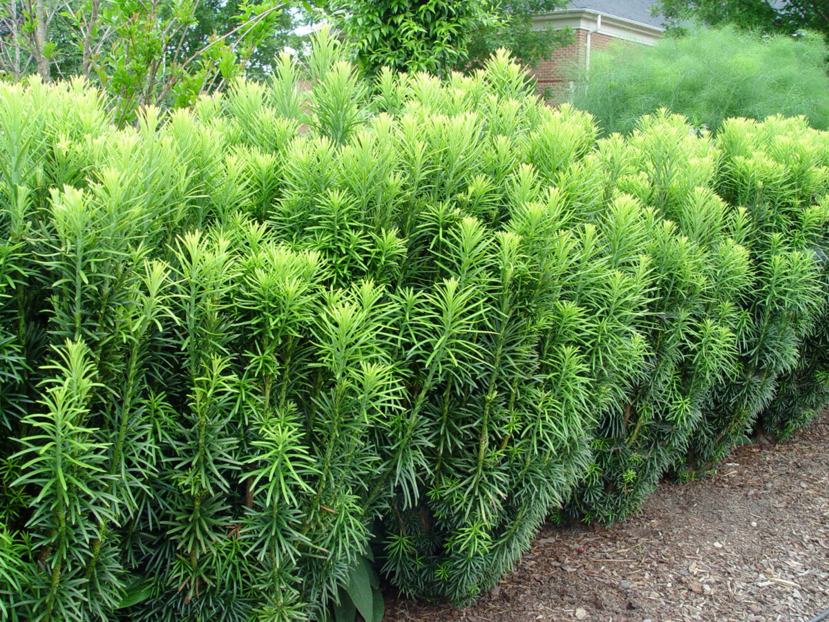 Cephalotaxus harringtonia 'Fastigiata' - Image 1