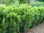 Cephalotaxus harringtonia 'Fastigiata'