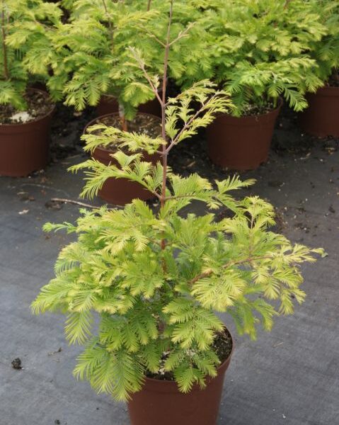 Metasequoia glyptostroboides 'Chubby'®