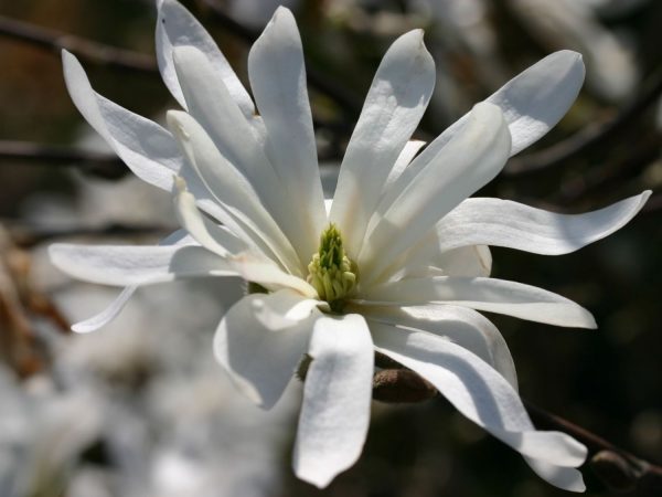Magnolia stellata, C15L-v. 80 - 100 cm - sternmagnolie m002102 h 0