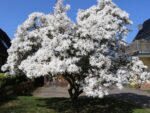 Magnolia stellata, C15L-v. 80 - 100 cm - Image 2