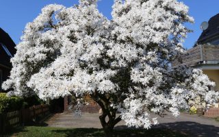 Magnolia stellata, C15L-v. 80 - 100 cm - sternmagnolie m002102 w 0