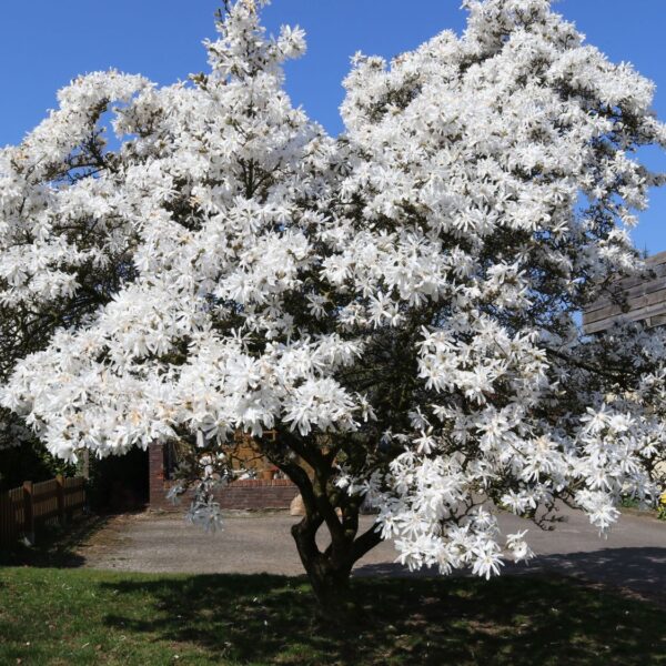 Magnolia stellata, C5L-v. 50 - 60 cm