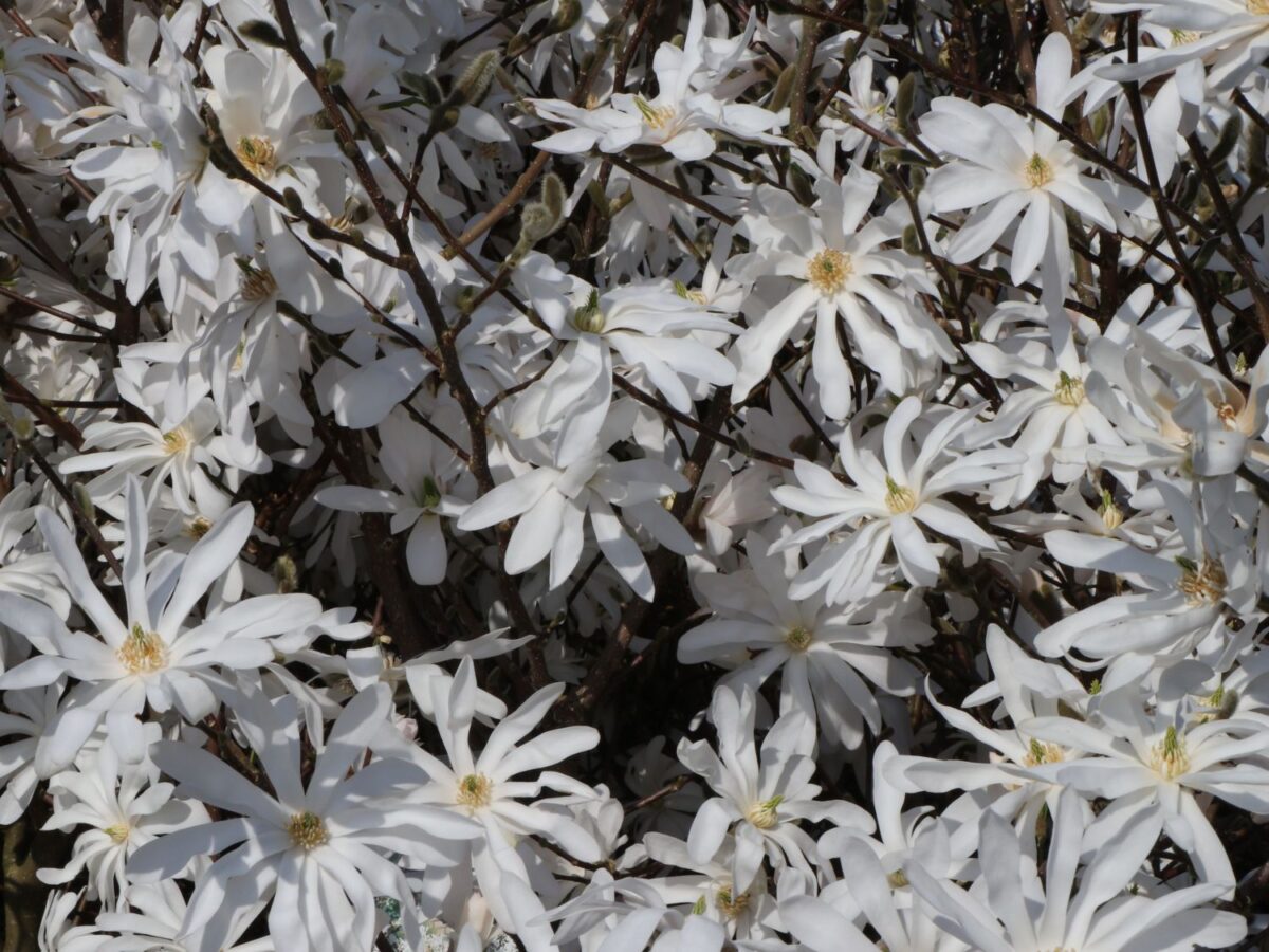 Magnolia stellata, C15L-v. 80 - 100 cm - Image 4