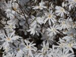 Magnolia stellata, C15L-v. 80 - 100 cm - Image 4
