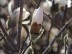 Magnolia stellata, C15L-v. 80 - 100 cm - Image 3