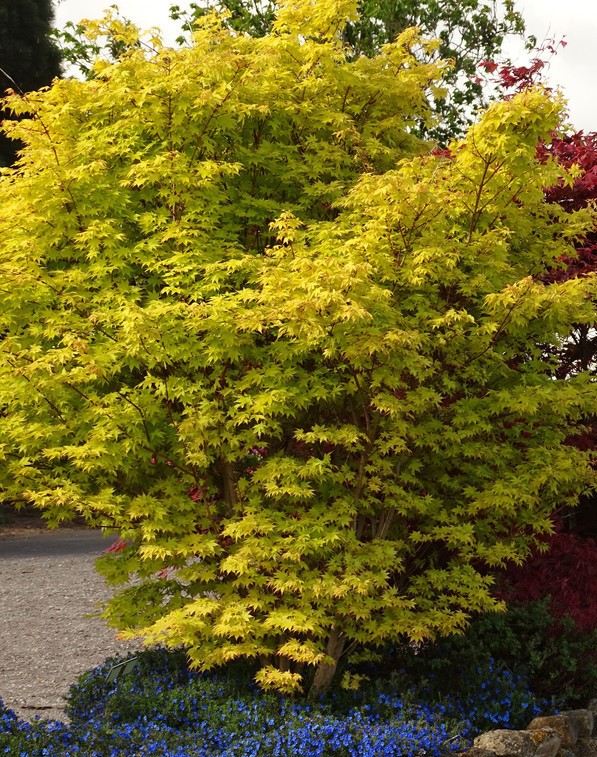 Acer shirasawanum 'Summergold' - summergold