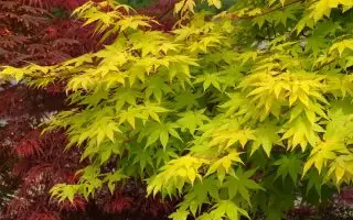 Acer shirasawanum 'Summergold' - summergold 1