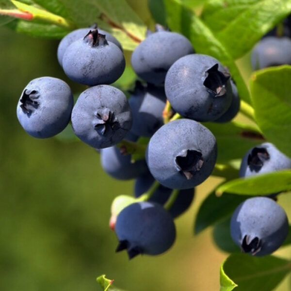 Vaccinium cor. 'Goldtraube 23'