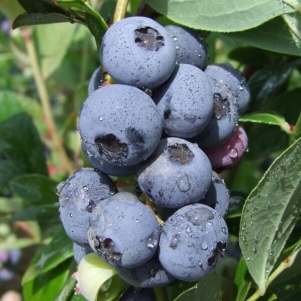 Vaccinium corymbosum 'Concord'