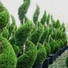 Cupressocyparis leylandii '2001' - Kontejner 35 l, v. 160-175 cm - spirála