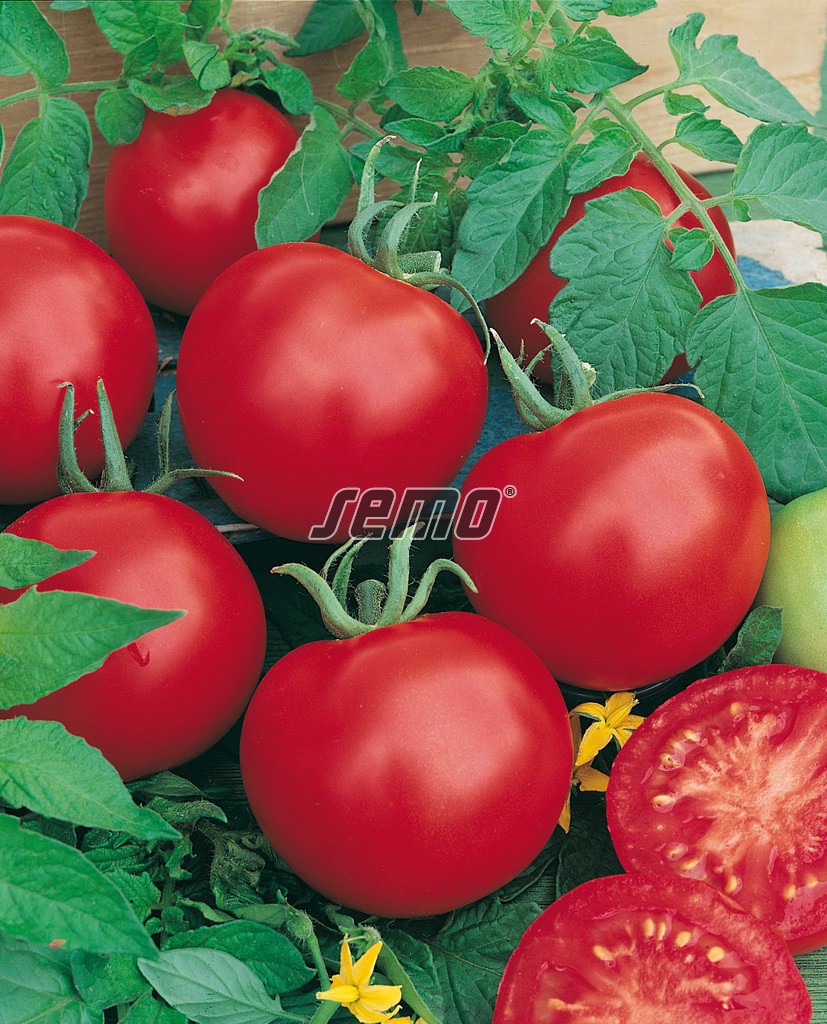 Rajče Roubované, tyčkové – TIPO F1,polorané, K8x8 - 3204 semo zelenina rajce tyckove tipo2