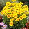 Coreopsis lanceolata 'Sterntaler' - Kontejner, pr. 13 cm
