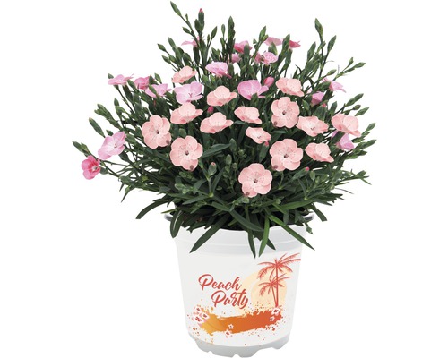Dianthus 'Peach Party'