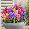 HYACINTHUS-mix barev - P12