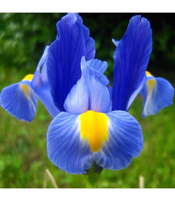 Iris pumila - Iris pumila