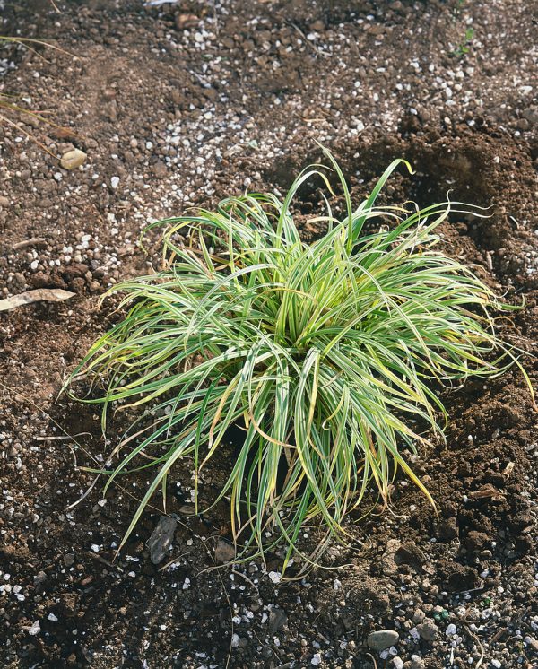 Carex stricta 'Variegata' - N0902980 80