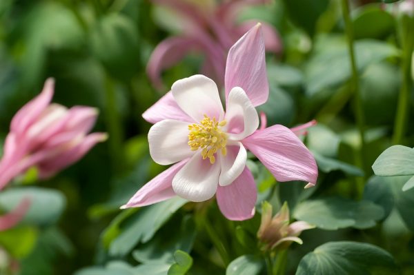 Aquilegia caerulea 'Spring Magic Rose White' - N0915787 80
