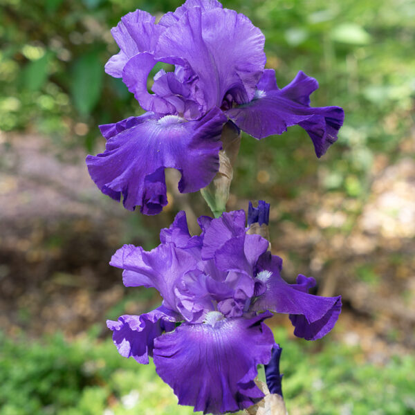 Iris barbata