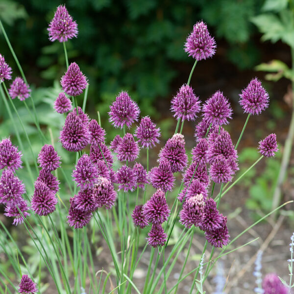 Allium Sphaerocephalon