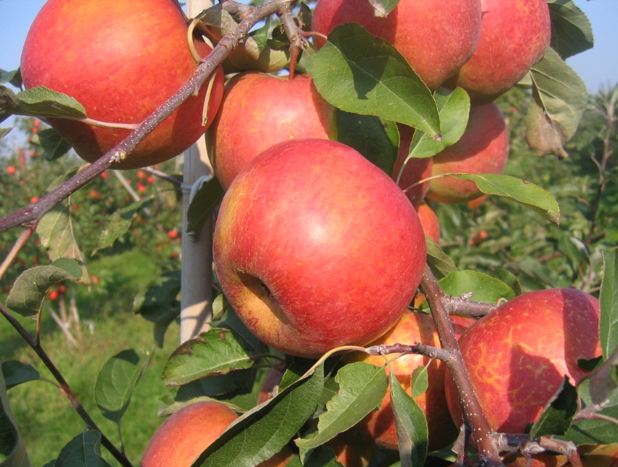 Jabloň 'Rubín', C10L-kontejner - Rubin apple