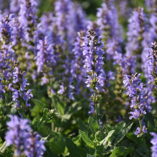 Salvia nemorosa 'Heaven in Blue'