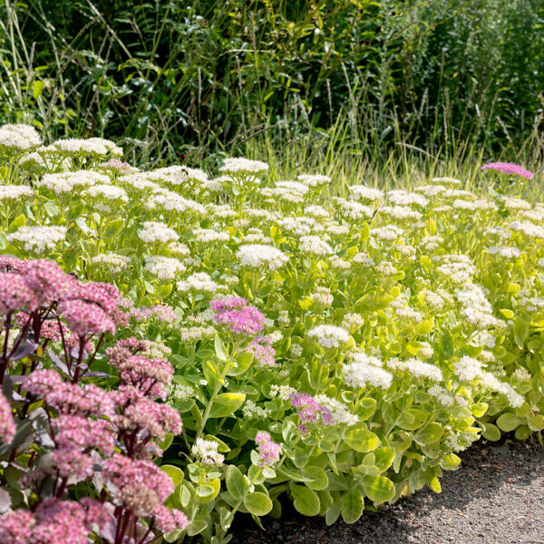 Sedum telephium 'Alba'