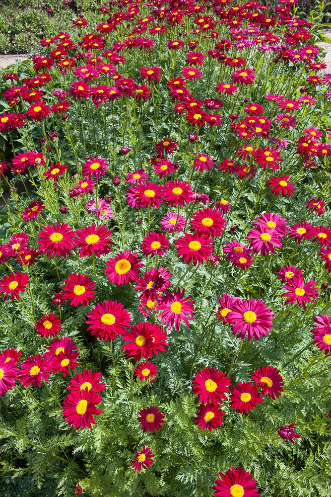 Tanacetum coccineum 'Robinsons Rot' - Tanacetum Robinsons Rot