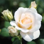 Rosa 'Sirius'®-Tantau - Image 4