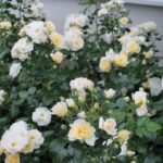 Rosa 'Sirius'®-Tantau - Image 6
