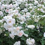 Rosa 'Sirius'®-Tantau - Image 3