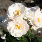 Rosa 'Sirius'®-Tantau - Image 5